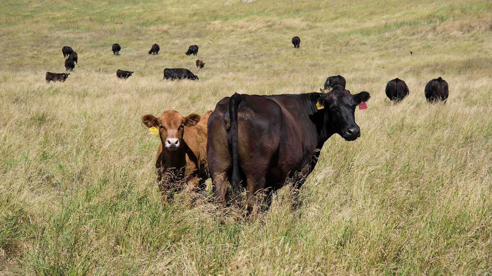 NorthWest Veterinary & Supply Large Animal & Livestock Vet, Cattle