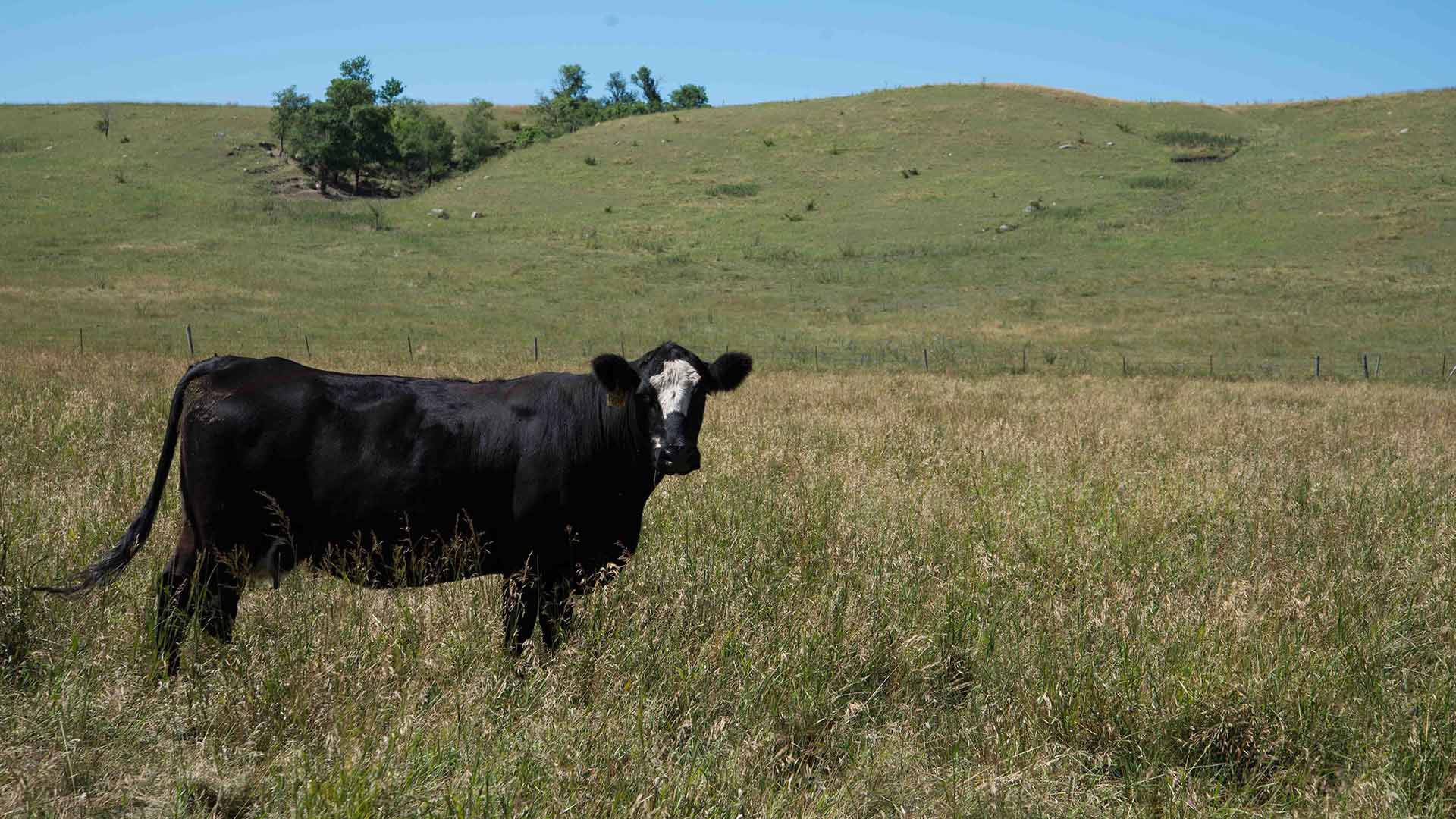 NorthWest Veterinary & Supply Large Animal & Livestock Vet, Cattle