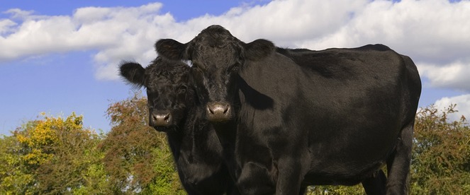 Order Your Livestock Supplies at the All New NorthwestVetAndSupply.com